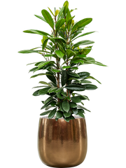 Ficus cyathistipula in Balloon Office Plant With Pot 138cm Height 34.5cm Dia