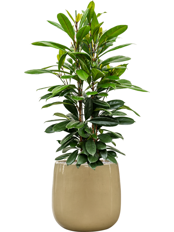 Ficus cyathistipula in Balloon Office Plant With Pot 137cm Height 34.5cm Dia