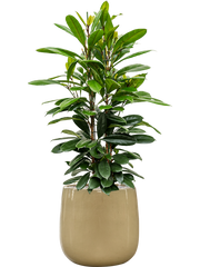 Ficus cyathistipula in Balloon Office Plant With Pot 137cm Height 34.5cm Dia