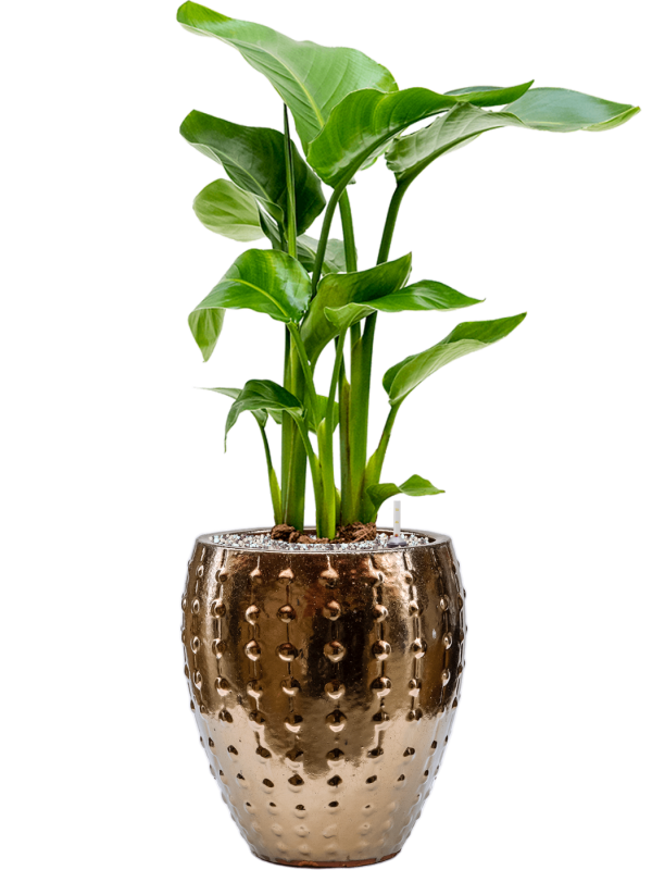Strelitzia nicolai in Laos Mini Office Plant With Pot 70cm Height 19cm Dia