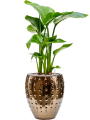 Strelitzia nicolai in Laos Mini Office Plant With Pot 70cm Height 19cm Dia