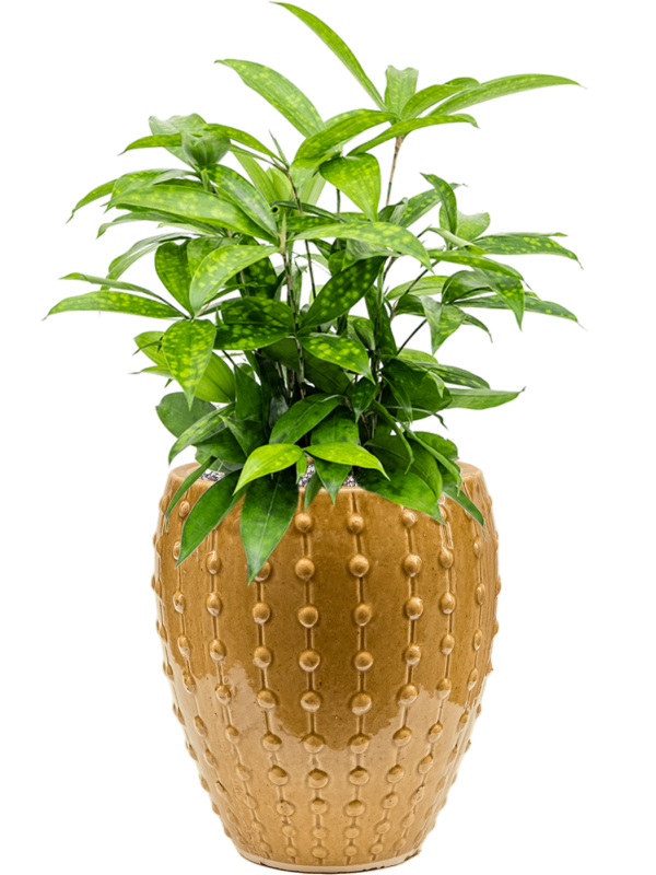 Dracaena surculosa in Laos Mini Office Plant With Pot 58cm Height 19cm Dia