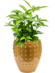 Dracaena surculosa in Laos Mini Office Plant With Pot 58cm Height 19cm Dia