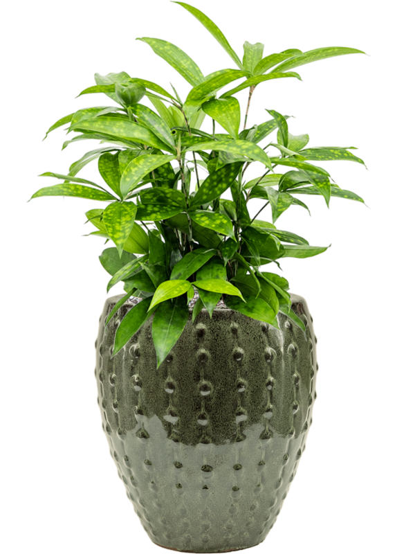 Dracaena surculosa in Laos Mini Office Plant With Pot 58cm Height 19cm Dia