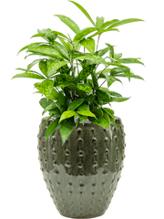 Dracaena surculosa in Laos Mini Office Plant With Pot 58cm Height 19cm Dia