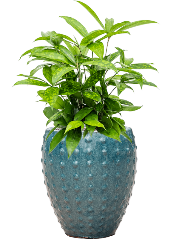 Dracaena surculosa in Laos Mini Office Plant With Pot 58cm Height 19cm Dia