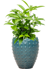 Dracaena surculosa in Laos Mini Office Plant With Pot 58cm Height 19cm Dia