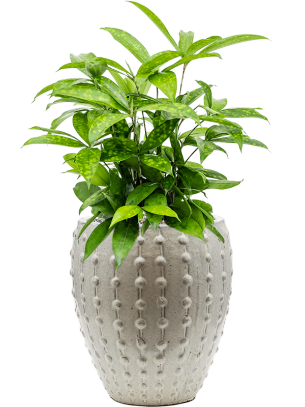 Dracaena surculosa in Laos Mini Office Plant With Pot 58cm Height 19cm Dia