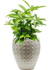Dracaena surculosa in Laos Mini Office Plant With Pot 58cm Height 19cm Dia
