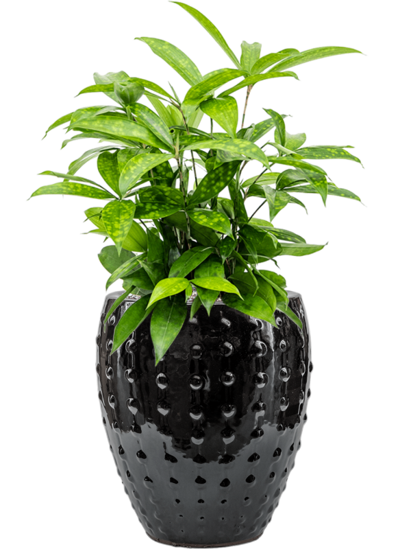 Dracaena surculosa in Laos Mini Office Plant With Pot 58cm Height 19cm Dia