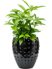 Dracaena surculosa in Laos Mini Office Plant With Pot 58cm Height 19cm Dia