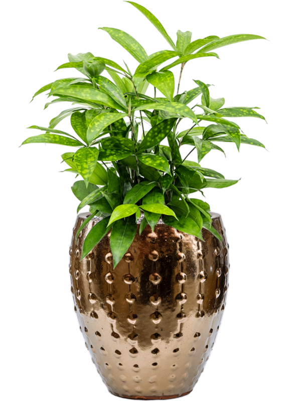 Dracaena surculosa in Laos Mini Office Plant With Pot 58cm Height 19cm Dia