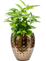 Dracaena surculosa in Laos Mini Office Plant With Pot 58cm Height 19cm Dia