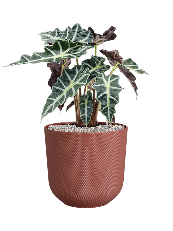 Alocasia 'Polly' in Jazz Office Plant With Pot 51cm Height 17cm Dia