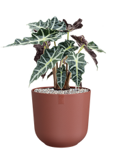 Alocasia 'Polly' in Jazz Office Plant With Pot 51cm Height 17cm Dia