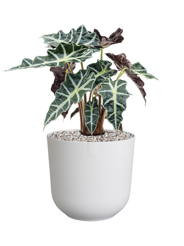 Alocasia 'Polly' in Jazz Office Plant With Pot 51cm Height 17cm Dia