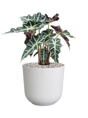 Alocasia 'Polly' in Jazz Office Plant With Pot 51cm Height 17cm Dia
