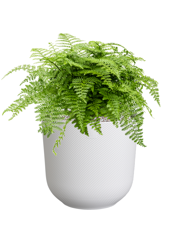 Asplenium dimorphum 'Parvati' in Jazz Office Plant With Pot 41cm Height 17cm Dia