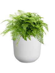 Asplenium dimorphum 'Parvati' in Jazz Office Plant With Pot 41cm Height 17cm Dia