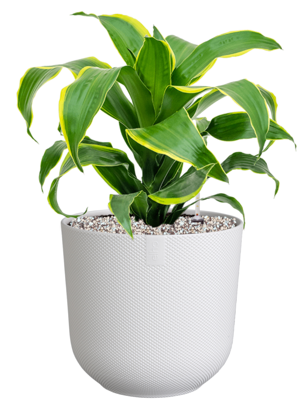 Dracaena fragrans 'Dorado' in Jazz Office Plant With Pot 49cm Height 17cm Dia