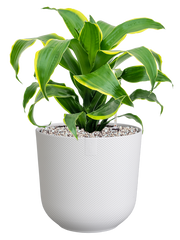 Dracaena fragrans 'Dorado' in Jazz Office Plant With Pot 49cm Height 17cm Dia