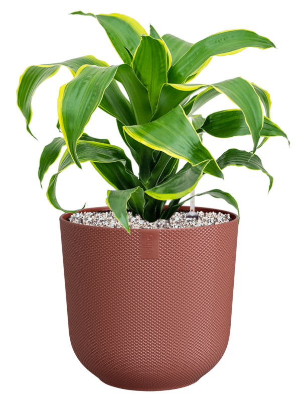 Dracaena fragrans 'Dorado' in Jazz Office Plant With Pot 49cm Height 17cm Dia