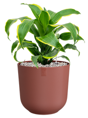 Dracaena fragrans 'Dorado' in Jazz Office Plant With Pot 49cm Height 17cm Dia
