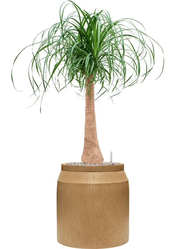 Beaucarnea recurvata in Baq Raindrop Office Plant With Pot 111cm Height cm Dia