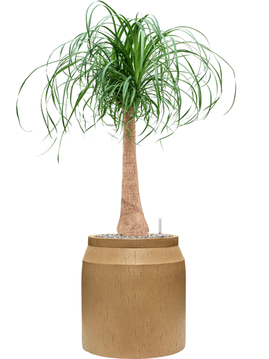 Beaucarnea recurvata in Baq Raindrop Office Plant With Pot 111cm Height cm Dia