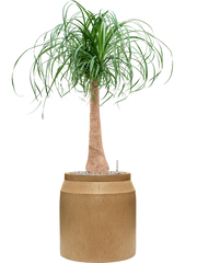Beaucarnea recurvata in Baq Raindrop Office Plant With Pot 111cm Height cm Dia