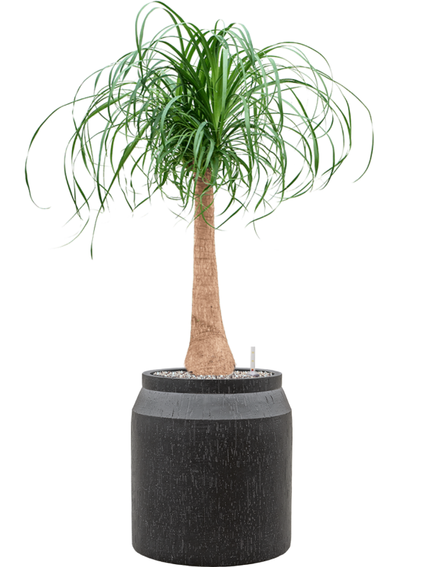 Beaucarnea recurvata in Baq Raindrop Office Plant With Pot 111cm Height cm Dia