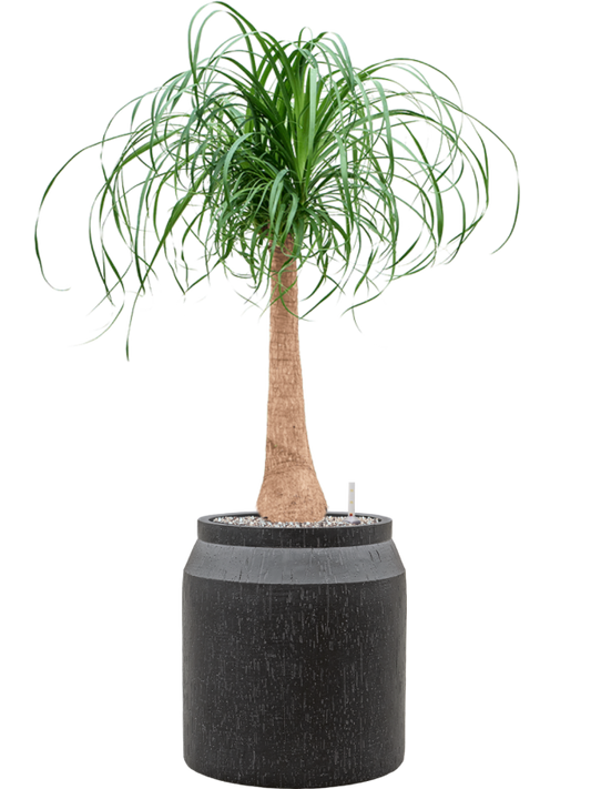 Beaucarnea recurvata in Baq Raindrop Office Plant With Pot 111cm Height cm Dia