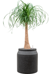Beaucarnea recurvata in Baq Raindrop Office Plant With Pot 111cm Height cm Dia