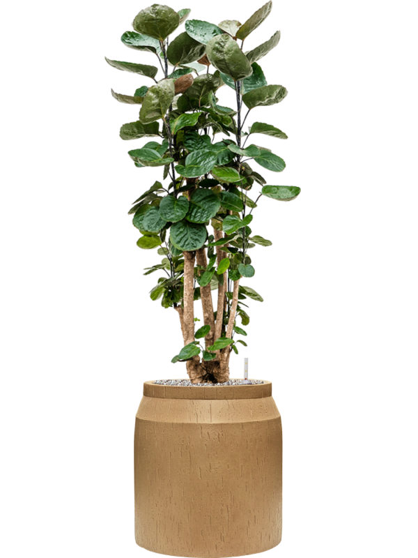 Aralia (polyscias) fabian in Baq Raindrop Office Plant With Pot 121cm Height cm Dia