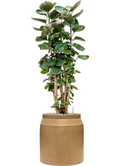 Aralia (polyscias) fabian in Baq Raindrop Office Plant With Pot 121cm Height cm Dia