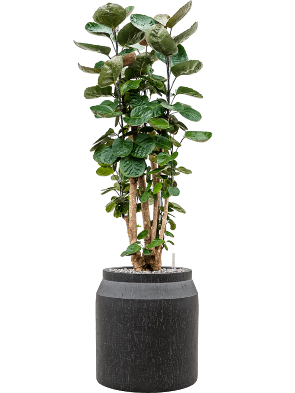 Aralia (polyscias) fabian in Baq Raindrop Office Plant With Pot 121cm Height cm Dia