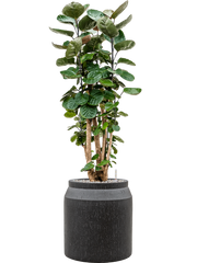 Aralia (polyscias) fabian in Baq Raindrop Office Plant With Pot 121cm Height cm Dia
