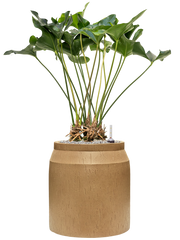 Anthurium 'Arrow' in Baq Raindrop Office Plant With Pot 94cm Height cm Dia