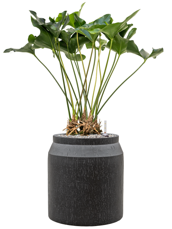 Anthurium 'Arrow' in Baq Raindrop Office Plant With Pot 93cm Height cm Dia