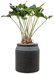 Anthurium 'Arrow' in Baq Raindrop Office Plant With Pot 93cm Height cm Dia