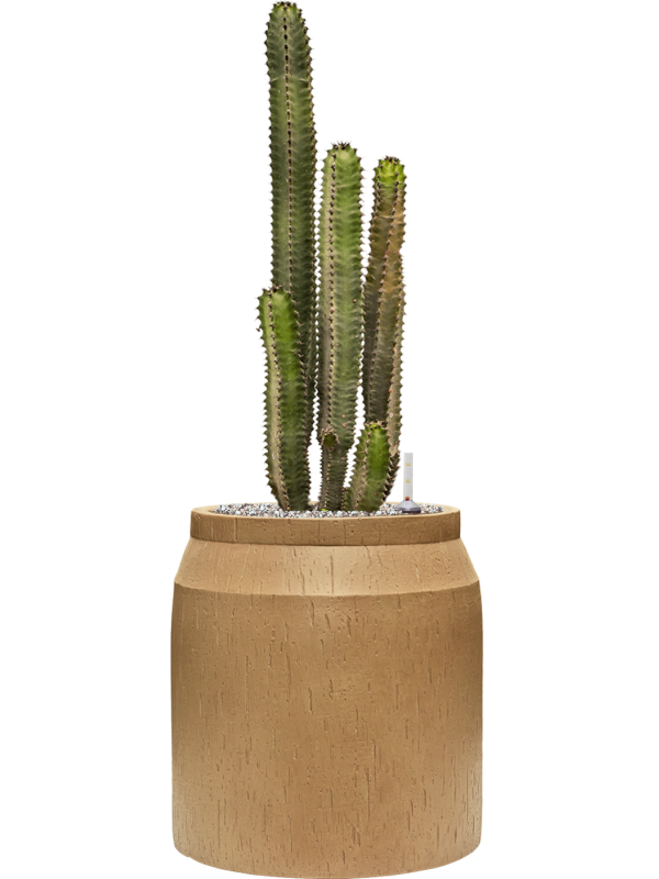 Euphorbia canariensis in Baq Raindrop Office Plant With Pot 91cm Height cm Dia