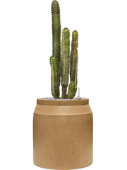 Euphorbia canariensis in Baq Raindrop Office Plant With Pot 91cm Height cm Dia