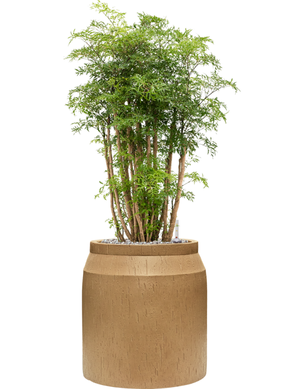 Aralia (Polyscias) 'Ming' in Baq Raindrop Office Plant With Pot 100cm Height cm Dia