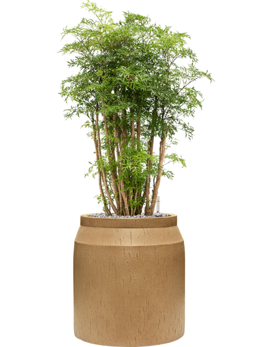 Aralia (Polyscias) 'Ming' in Baq Raindrop Office Plant With Pot 100cm Height cm Dia