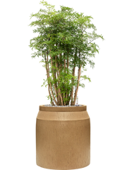 Aralia (Polyscias) 'Ming' in Baq Raindrop Office Plant With Pot 100cm Height cm Dia