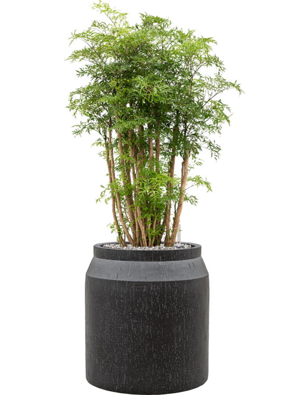 Aralia (Polyscias) 'Ming' in Baq Raindrop Office Plant With Pot 100cm Height cm Dia