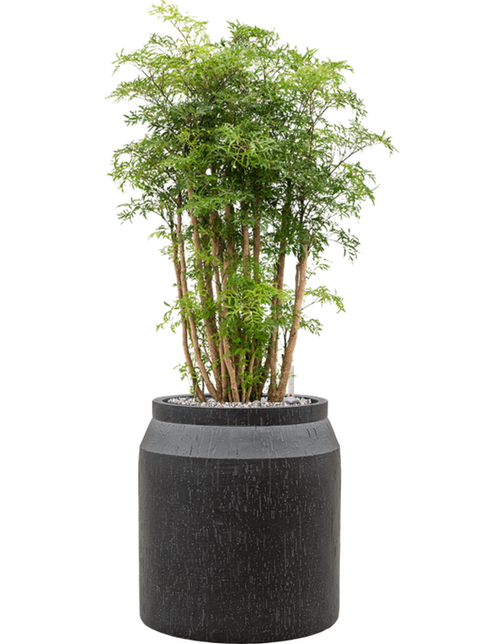Aralia (Polyscias) 'Ming' in Baq Raindrop Office Plant With Pot 100cm Height cm Dia