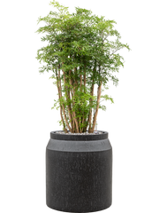 Aralia (Polyscias) 'Ming' in Baq Raindrop Office Plant With Pot 100cm Height cm Dia