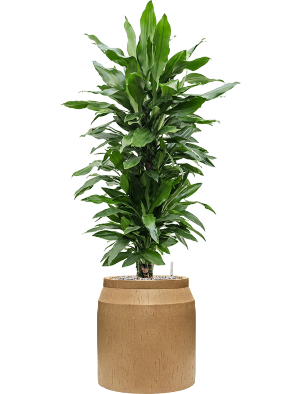 Dracaena fragrans 'Janet Lind' in Baq Raindrop Office Plant With Pot 131cm Height cm Dia