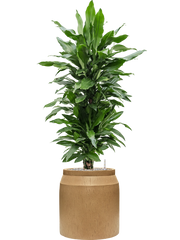 Dracaena fragrans 'Janet Lind' in Baq Raindrop Office Plant With Pot 131cm Height cm Dia